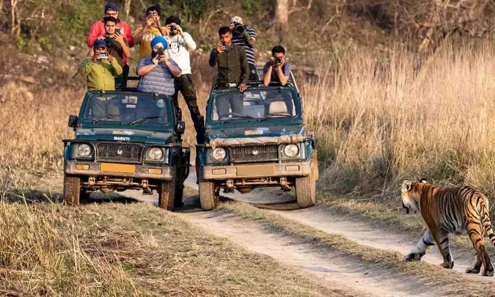 Wildlife Safari Image 3